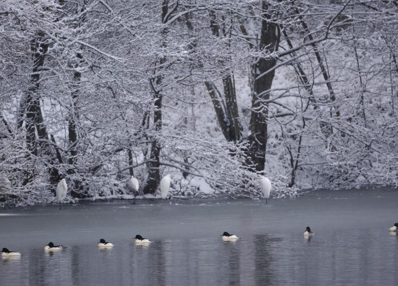 À la découverte des oiseaux hivernants