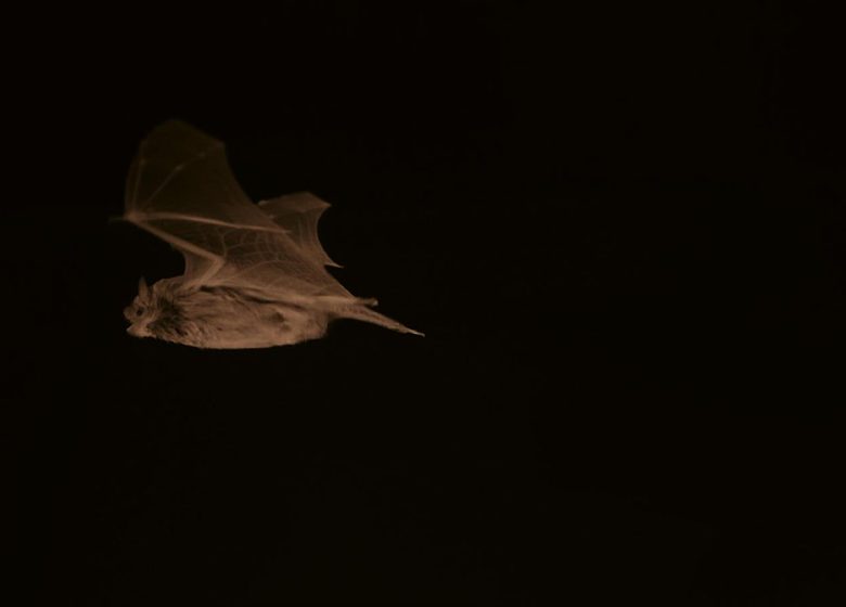 Ciné-débat : Migration secrète, la pipistrelle de Nathusius