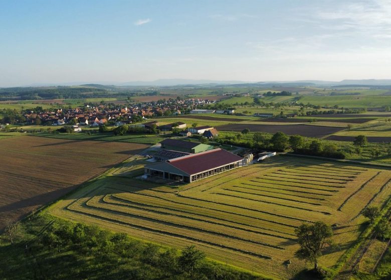 Découverte du Domaine des bufflonnes