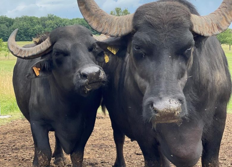 Le domaine des Bufflonnes