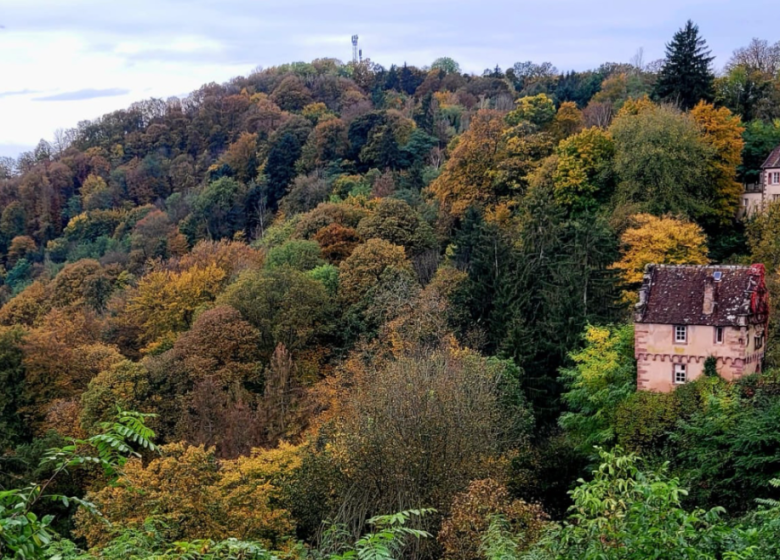 Agence Traces Vosges du Nord – Créateur d’émotions nature