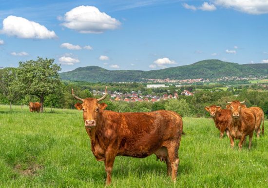 Reichshoffen – Nehwiller