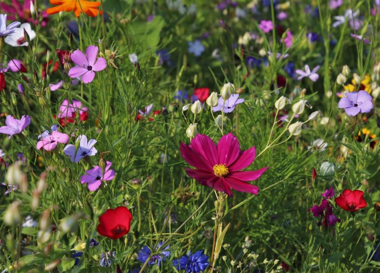 Balade guidée : Une autre façon de regarder la nature