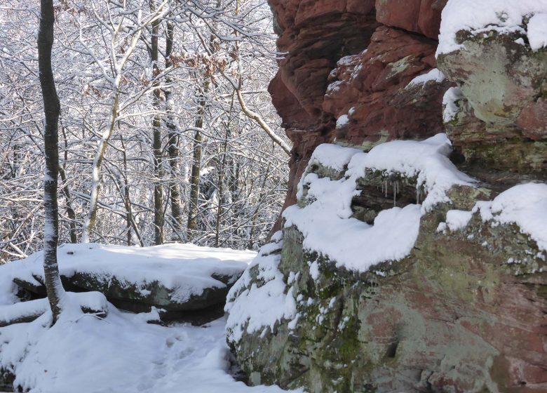 Sendero de fauna y flora al castillo de Wasenbourg