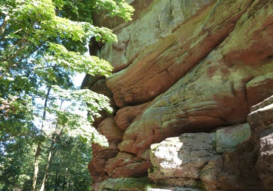 Sentier faune et flore vers le château de la Wasenbourg