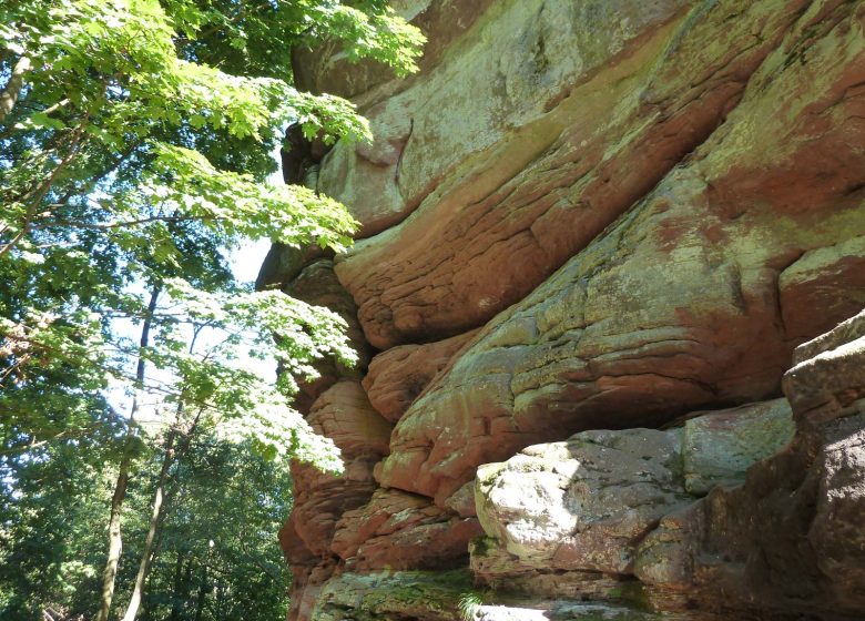 Sendero de fauna y flora al castillo de Wasenbourg