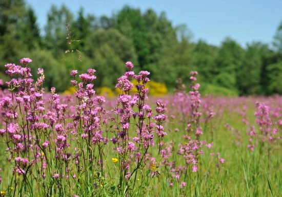 Wandelcircuit: de 5 dorpen