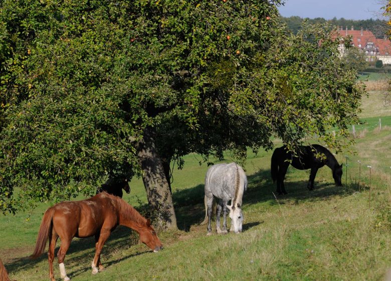 Wanderweg zu den Windsteiner Schlössern