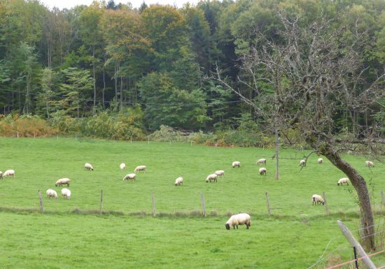 Promenade vers le Heidenkopf