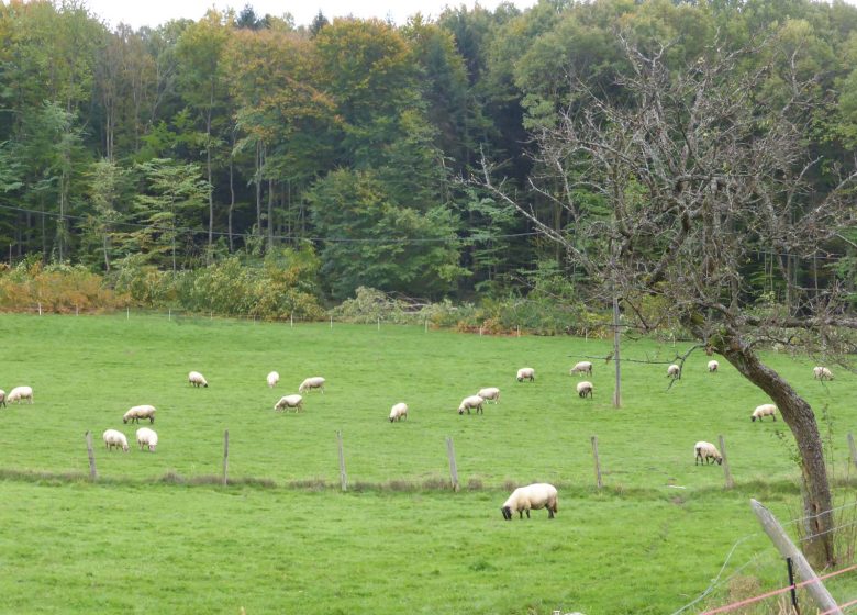 Promenade vers le Heidenkopf