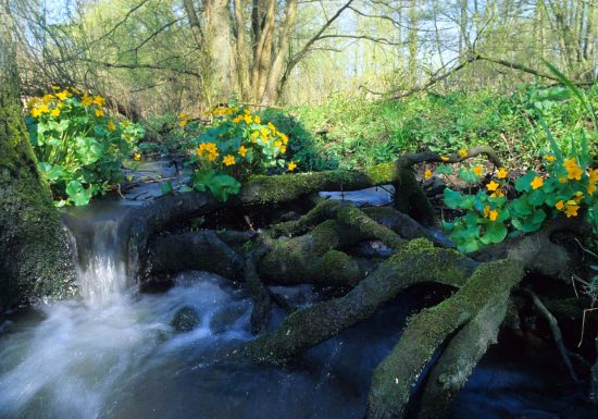 Walking circuit: Schwarzbach – Reichshoffen lake