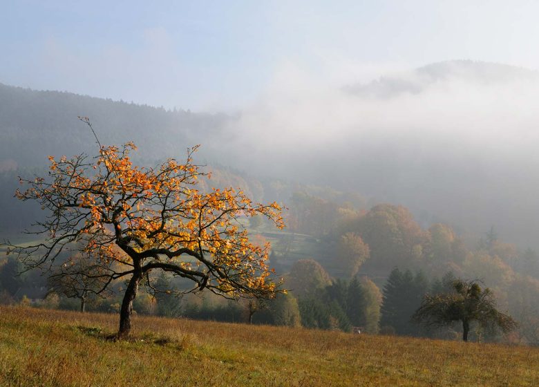 Wandern im Elsass: Weg der Maginot-Linie