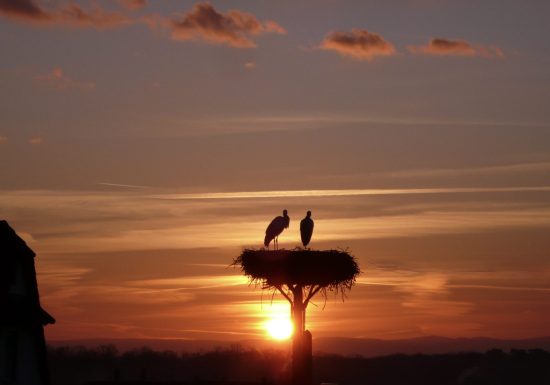 Meublé de M. Sohn – Branhiesel