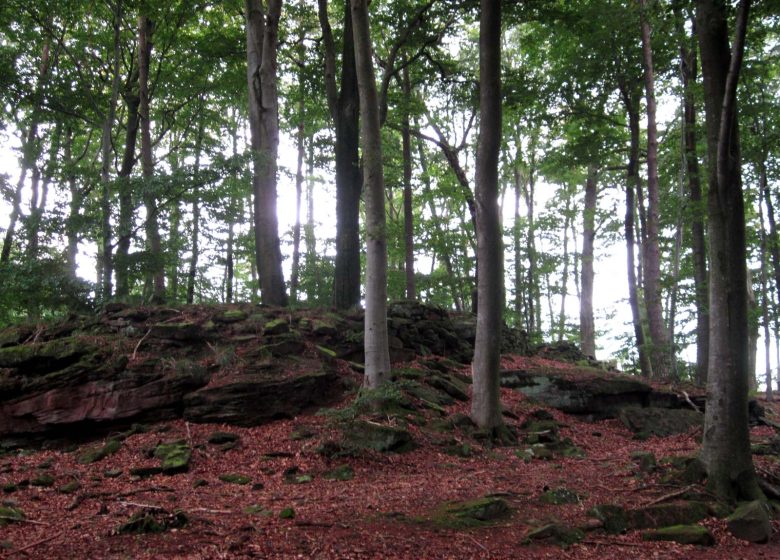 Excursión de senderismo al campamento celta