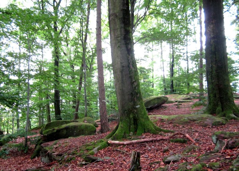 Circuit de randonnée vers le camp celtique