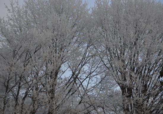 Circuit de promenade : Les trois chênes