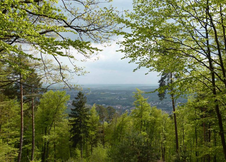 Wanderweg: Die drei Eichen