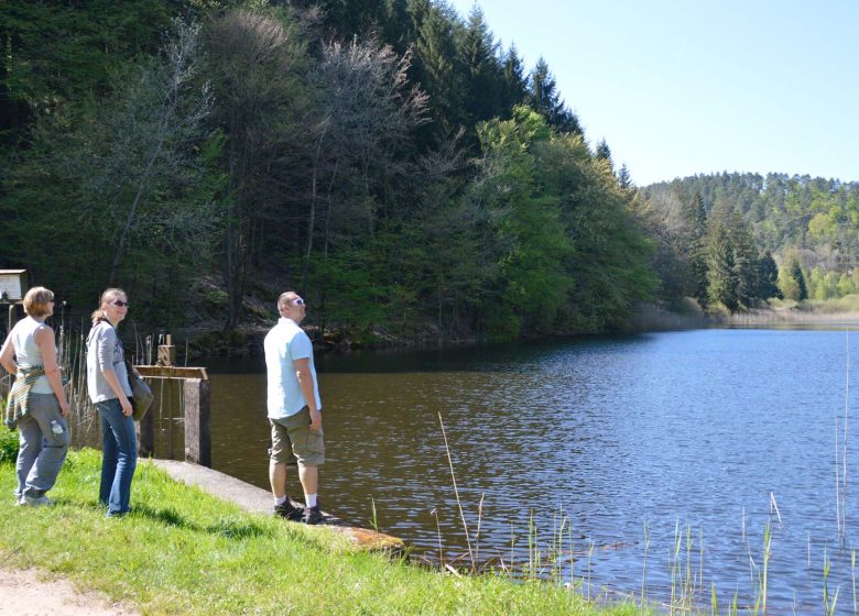 Wandern Sie von den Schmieden zu den Burgen von Windstein