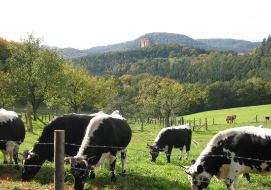 Boucle rando 4 jours dans les Vosges du Nord