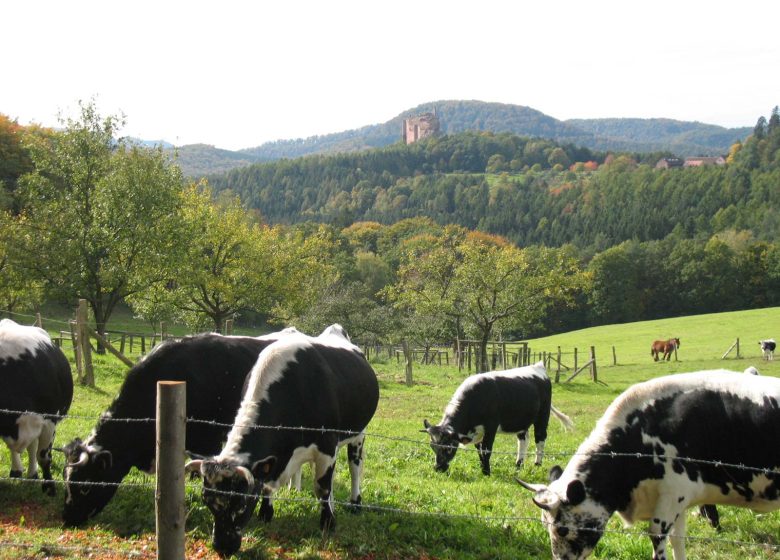 4-tägige Rundwanderung in den Nordvogesen