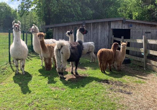 Clos des Lamas – Lama’s Touch