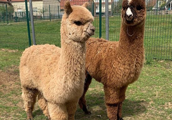 Clos des Lamas – Lama’s Touch