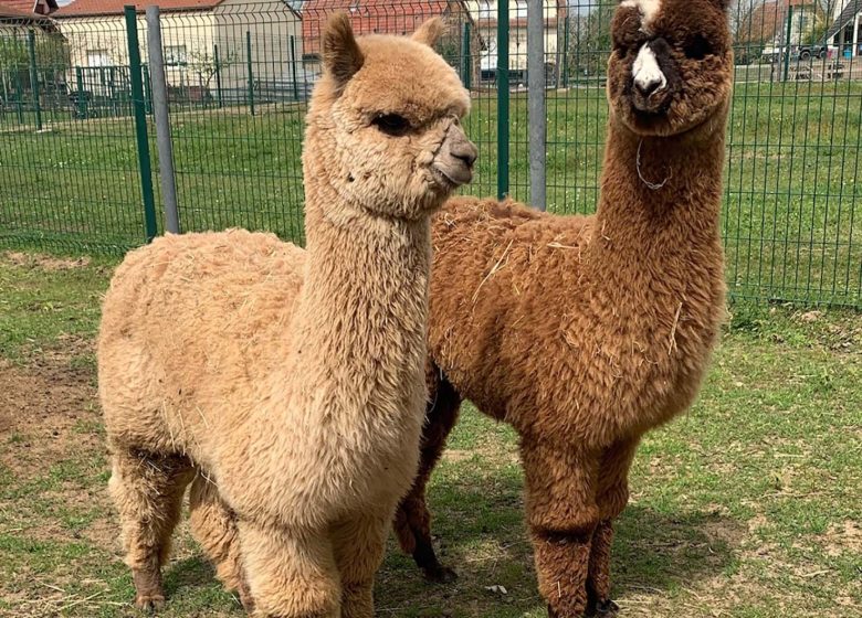 Clos des Lamas – Lama’s Touch