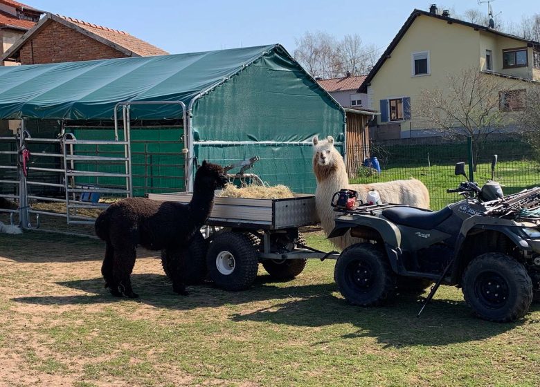 Clos des Lamas – Lama’s Touch