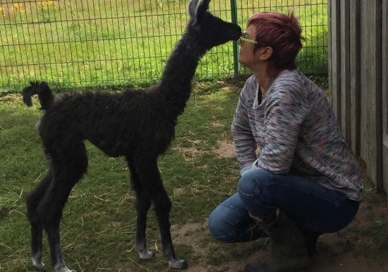 Clos des Lamas – Lama’s Touch