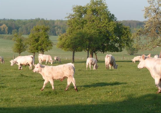 Ferme Scharrenberger