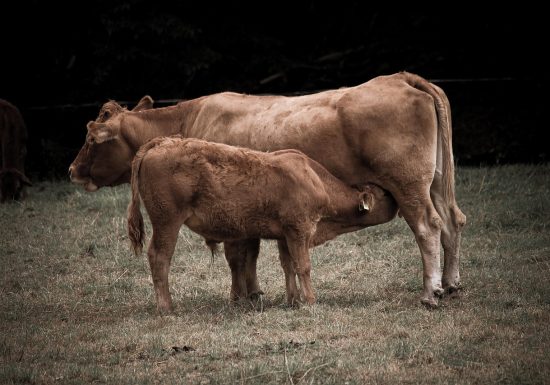 Ferme Scharrenberger