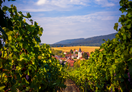 Cave vinicole de Cleebourg