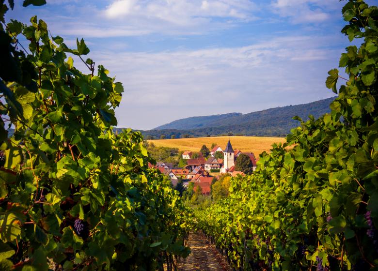 Cave vinicole de Cleebourg