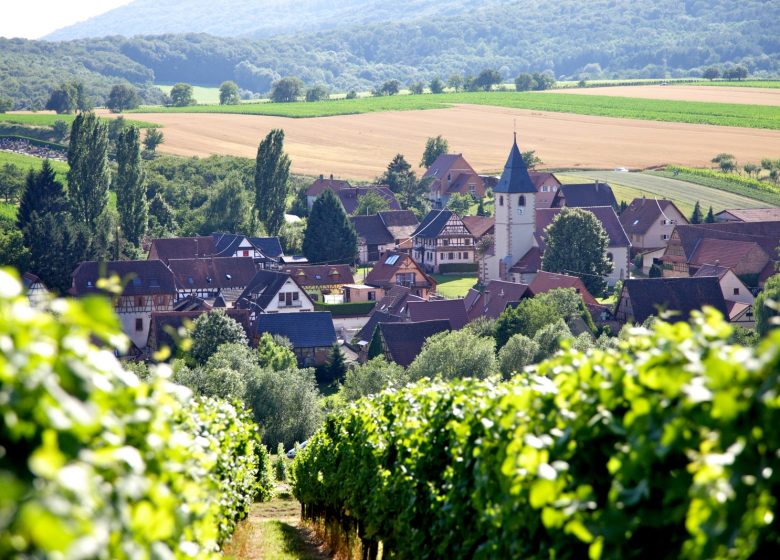 Cleebourg wine cellar