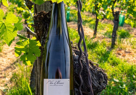 Cave vinicole de Cleebourg