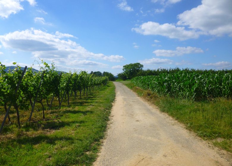 Sentier arboricole de Cleebourg