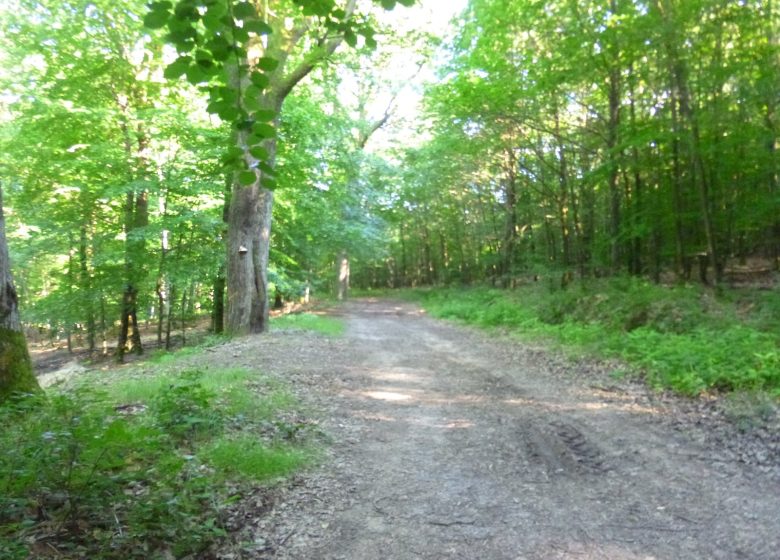 Sendero del árbol de Cleebourg