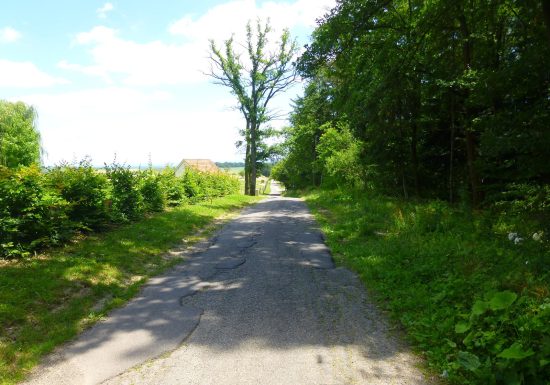 Sentier arboricole de Cleebourg