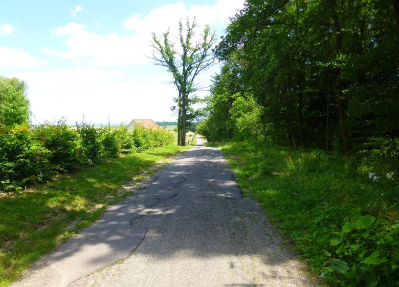 Sentier arboricole de Cleebourg