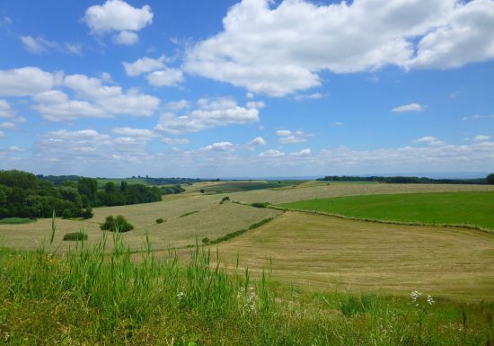 Sentier arboricole de Cleebourg