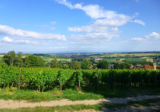 Sentier arboricole de Cleebourg