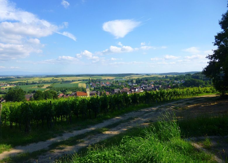 Sentier arboricole de Cleebourg