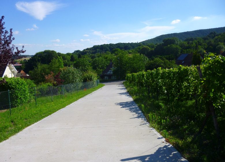 Sentier arboricole de Cleebourg