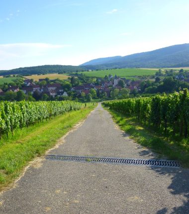 Promenade viticole de Cleebourg