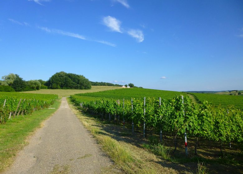 Ruta del vino de Cleebourg