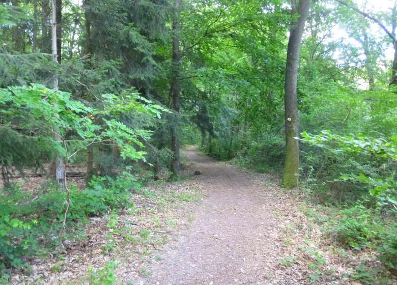 Sentier viticole de Cleebourg