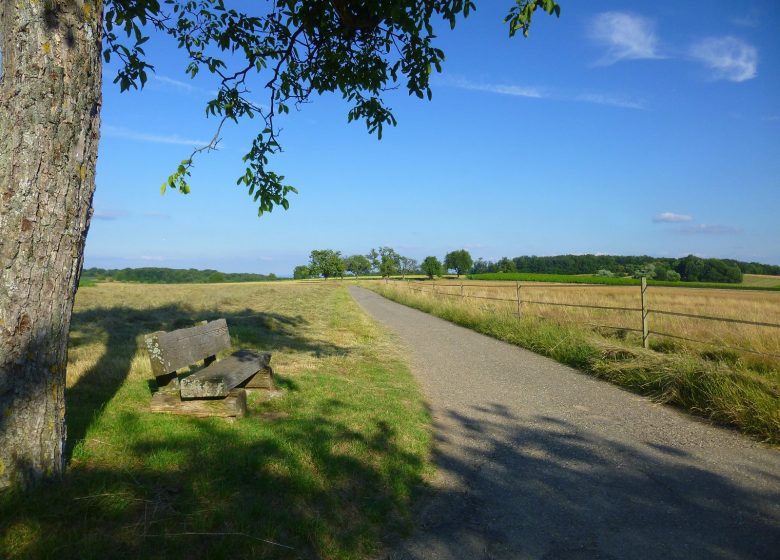 Sentier viticole de Cleebourg