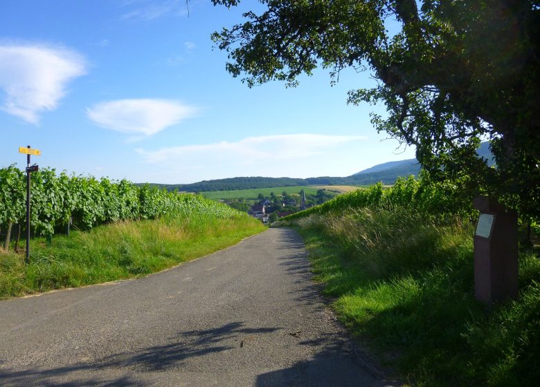 Sentier viticole de Cleebourg