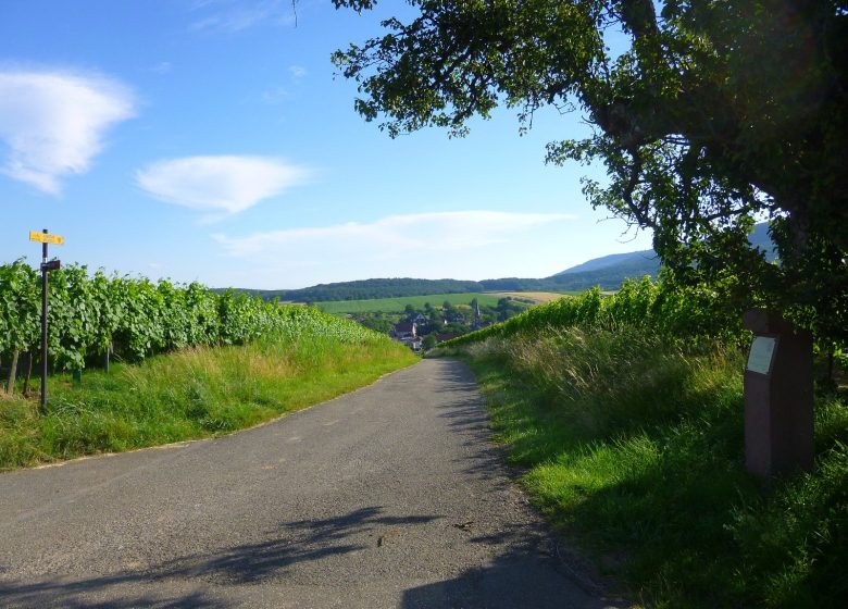 Sentier viticole de Cleebourg