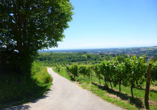 Weintour ohne Grenzen